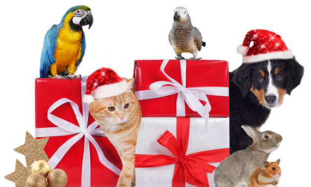 Holiday Gifts For Pets