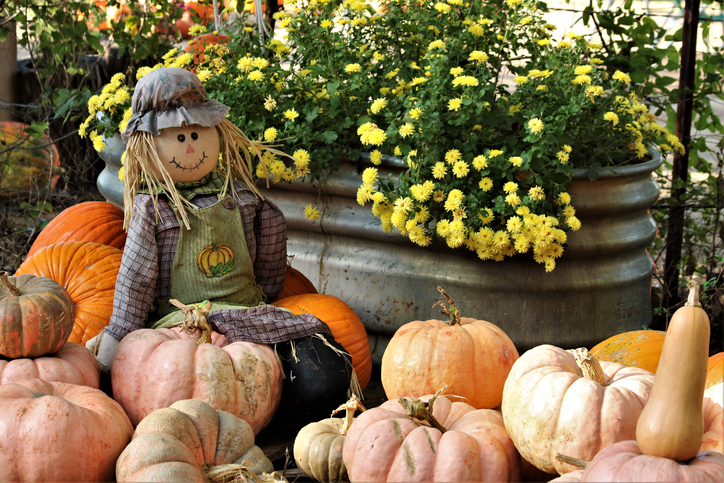 A scarecrow is sitting on a pile of pumpkins at a pumpkin patch.
