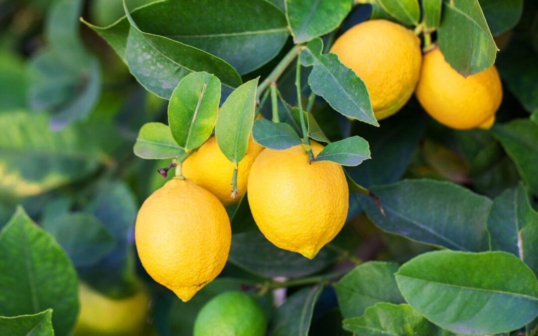 The Essence of Lemons
