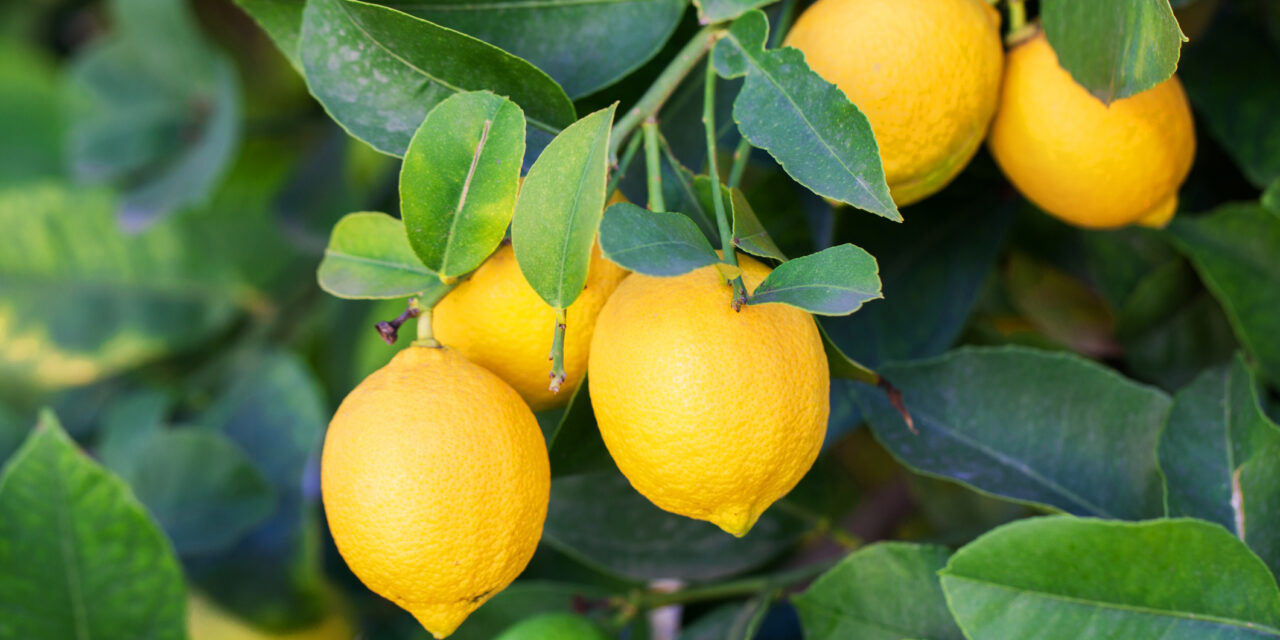 The Essence of Lemons