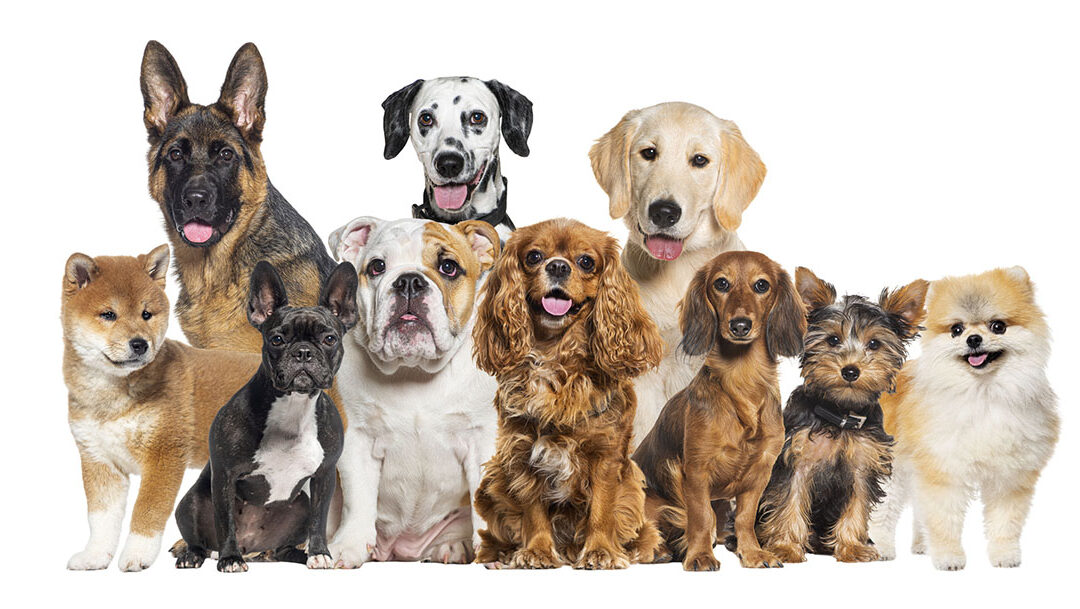 National Dog Day: Celebrating Our Furry Friends