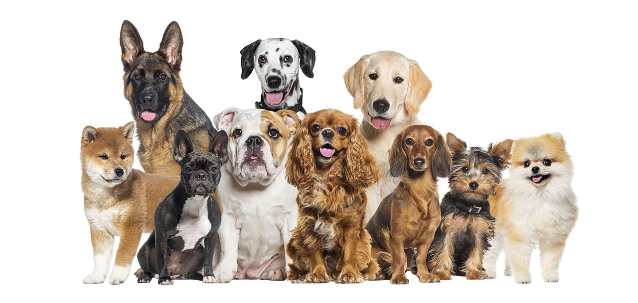 National Dog Day: Celebrating Our Furry Friends