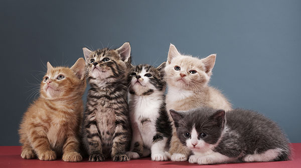 Portrait of group of kittens