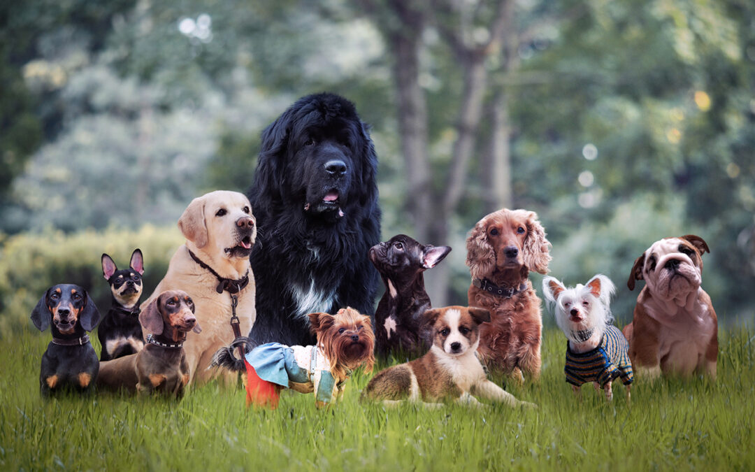 Paw-ty Time: National Dog Day