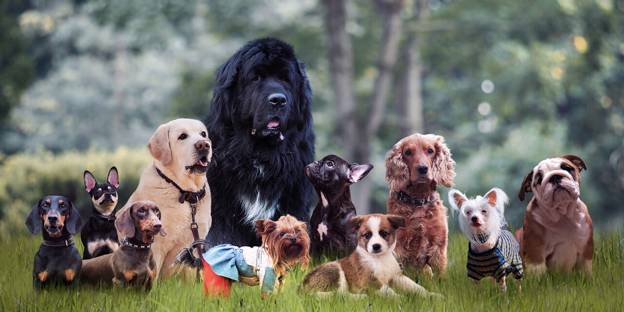 Paw-ty Time: National Dog Day