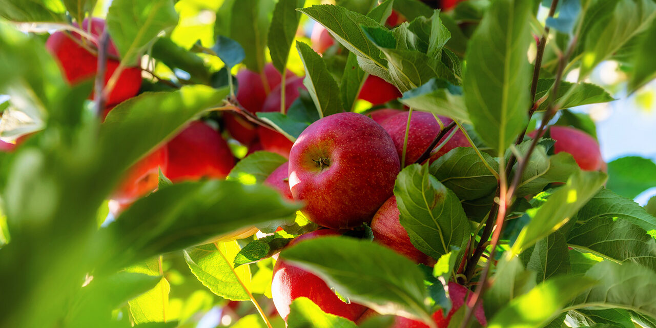 An Apple a Day…