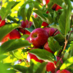 An Apple a Day…