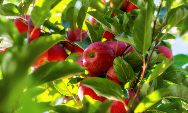An Apple a Day…