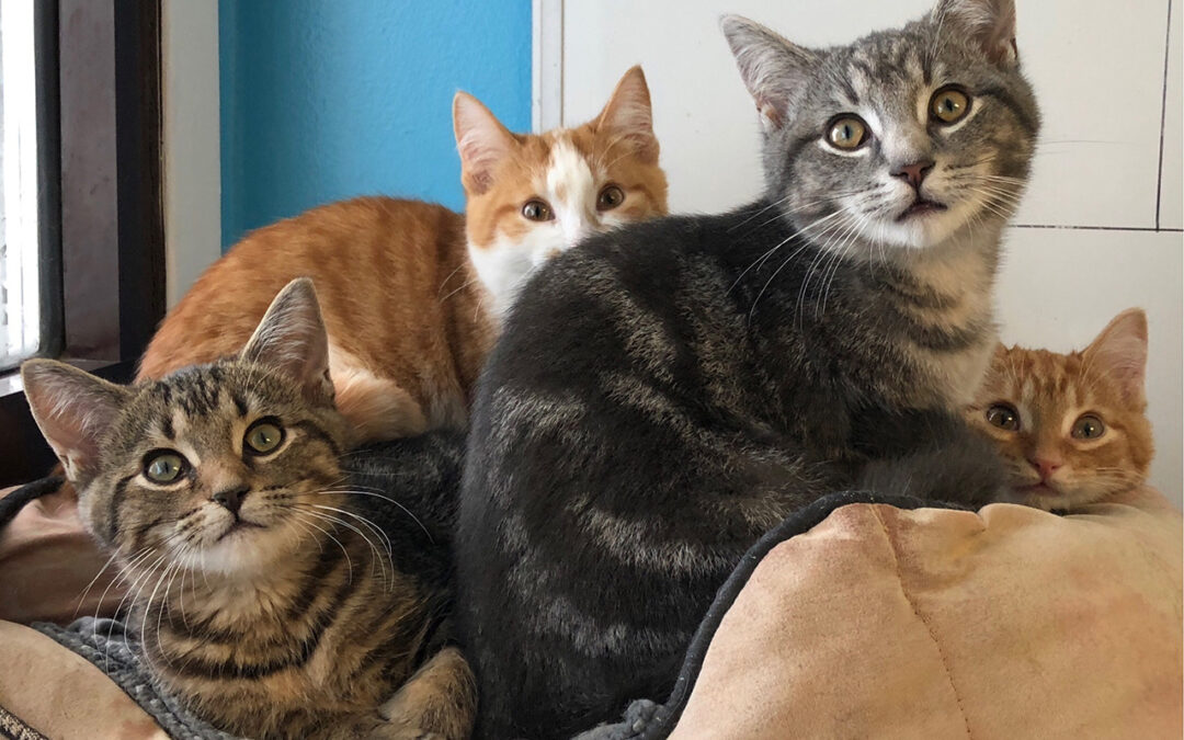 Meow Is the Time: Celebrate National Cat Day!