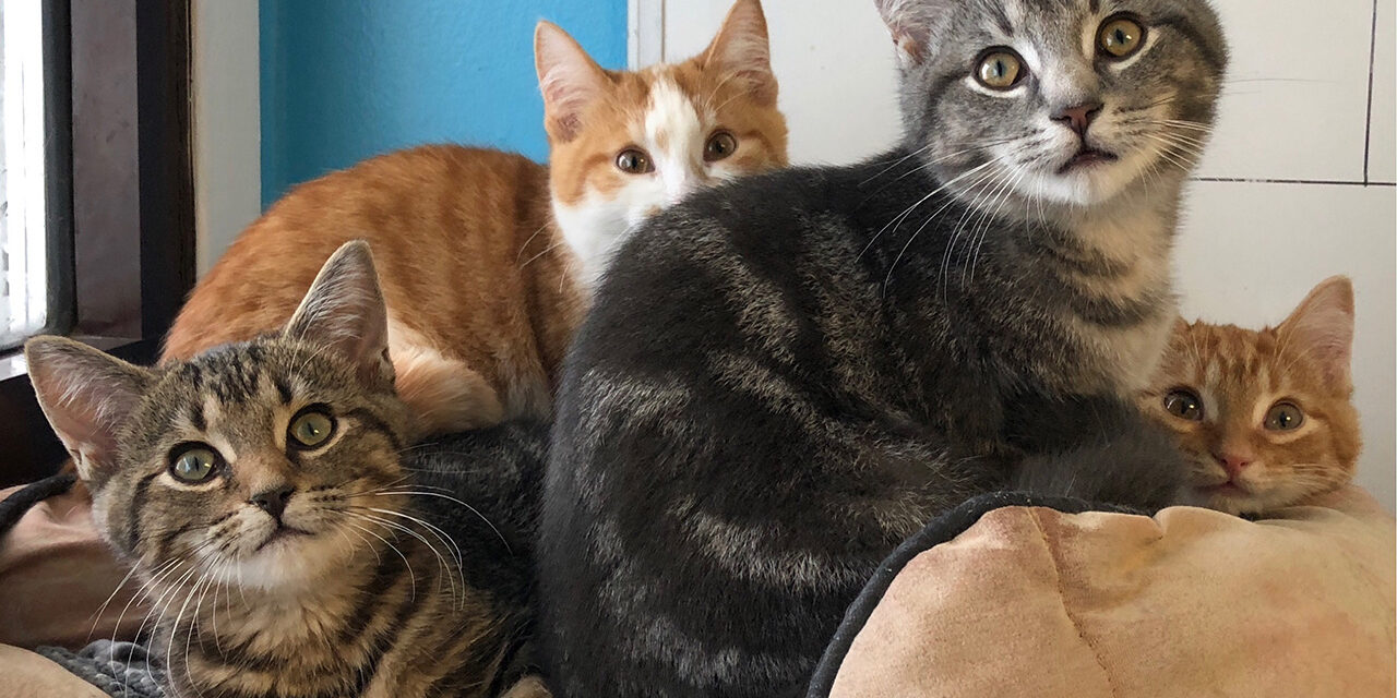 Meow Is the Time: Celebrate National Cat Day!