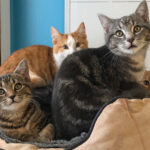 Meow Is the Time: Celebrate National Cat Day!