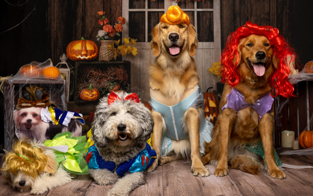 Purr-fectly Spooky: Halloween Pet Costumes