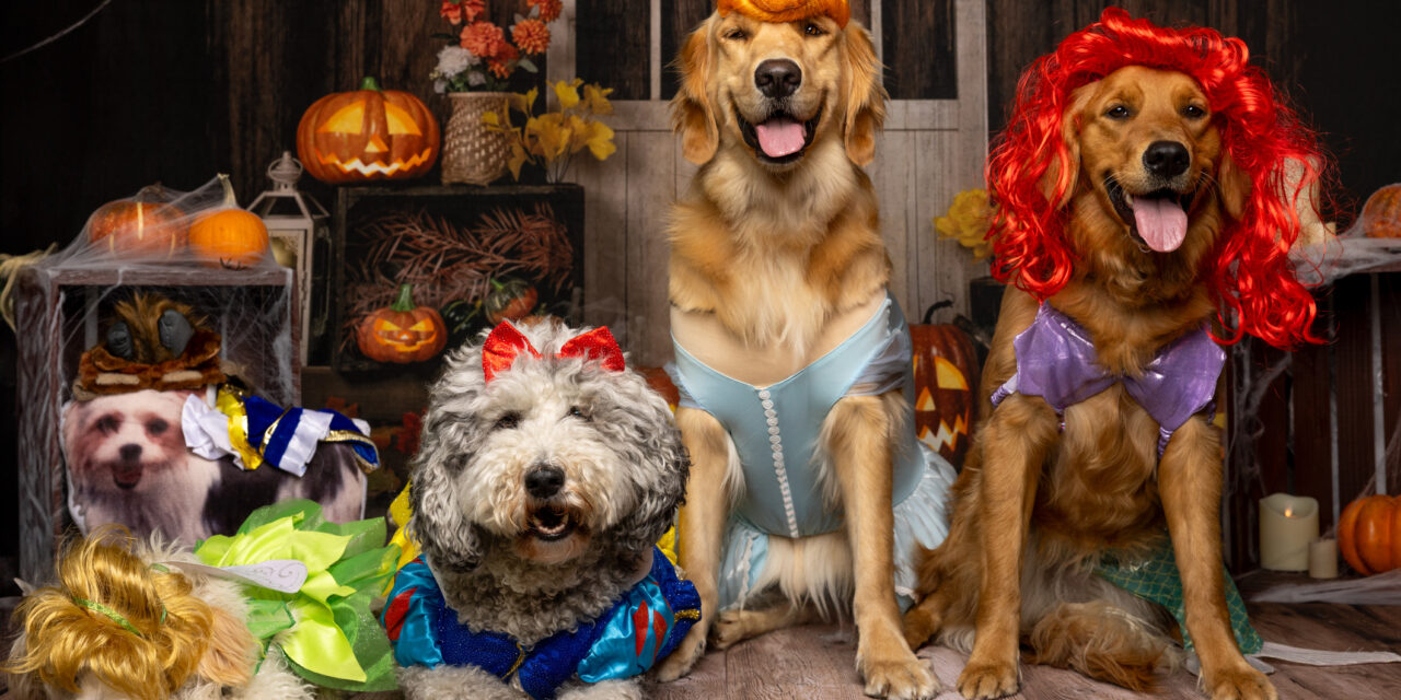 Purr-fectly Spooky: Halloween Pet Costumes