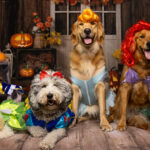 Purr-fectly Spooky: Halloween Pet Costumes