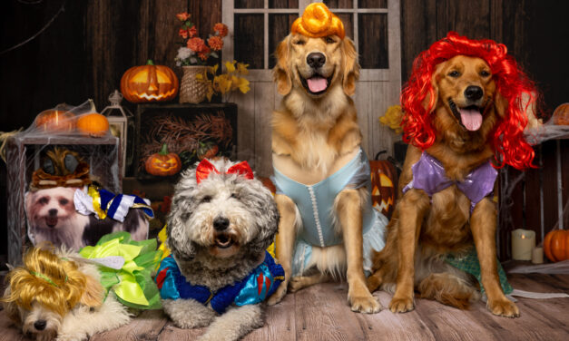 Purr-fectly Spooky: Halloween Pet Costumes