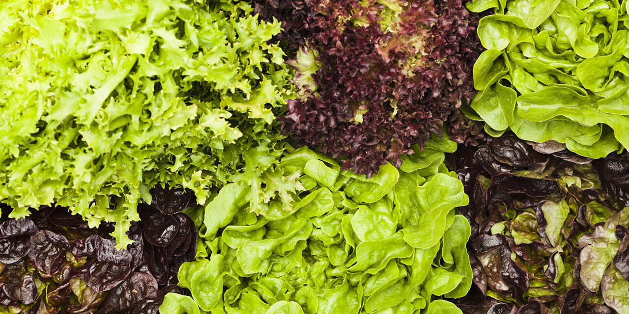 A Fresh Look at Lettuce