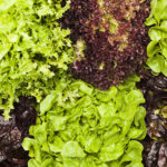 A Fresh Look at Lettuce